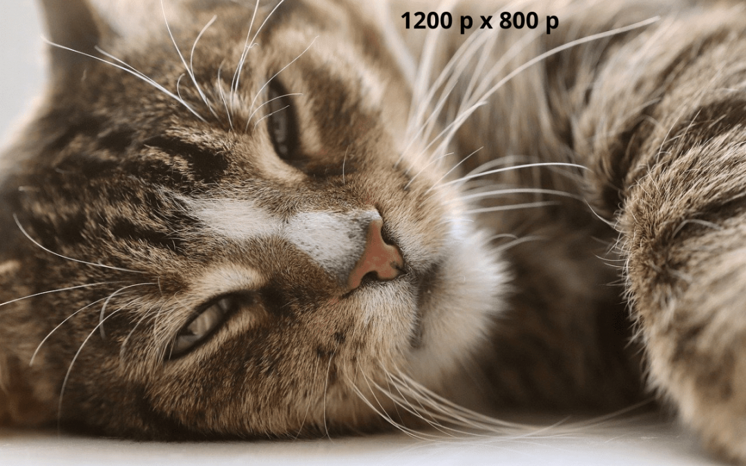 Voorbeeldblog 1: Hier komt je titel.