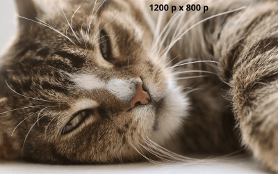 Voorbeeldblog 1: Hier komt je titel.